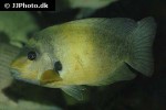 paretroplus damii paretroplus damii