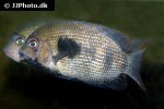 paretroplus maculatus paretroplus maculatus