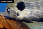 paretroplus maculatus paretroplus maculatus