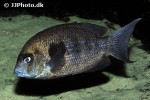paretroplus maculatus paretroplus maculatus