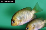 paretroplus maculatus paretroplus maculatus