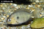 paretroplus maculatus paretroplus maculatus