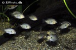 paretroplus maculatus paretroplus maculatus