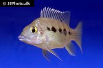 ptychochromis grandidieri ptychochromis grandidieri