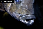 ptychochromis grandidieri ptychochromis grandidieri