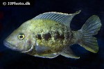 ptychochromis grandidieri ptychochromis grandidieri