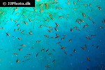 ptychochromis grandidieri ptychochromis grandidieri
