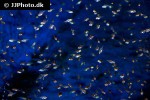ptychochromis grandidieri ptychochromis grandidieri