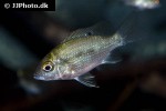 ptychochromis grandidieri ptychochromis grandidieri