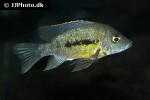 ptychochromis grandidieri ptychochromis grandidieri