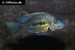 ptychochromis grandidieri ptychochromis grandidieri
