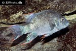 ptychochromis insolitus ptychochromis insolitus