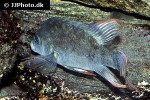 ptychochromis insolitus ptychochromis insolitus