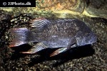 ptychochromis insolitus ptychochromis insolitus