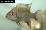 ptychochromis insolitus ptychochromis insolitus
