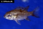 ptychochromis insolitus ptychochromis insolitus