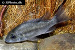 ptychochromis insolitus ptychochromis insolitus