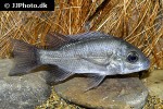 ptychochromis insolitus ptychochromis insolitus