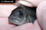 ptychochromis insolitus ptychochromis insolitus