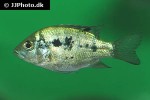 ptychochromis oligacanthus ptychochromis oligacanthus