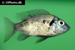 ptychochromis oligacanthus ptychochromis oligacanthus