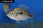 ptychochromis oligacanthus ptychochromis oligacanthus