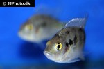 ptychochromis oligacanthus ptychochromis oligacanthus