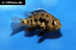 ptychochromis oligacanthus ptychochromis oligacanthus