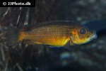 abactochromis labrosus