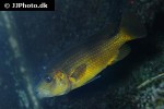 abactochromis labrosus