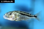 aristochromis christyi