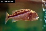 aristochromis christyi