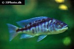 aristochromis christyi