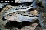 aristochromis christyi