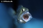aristochromis christyi