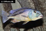aristochromis christyi
