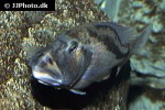 aristochromis christyi