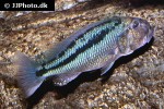 aristochromis christyi
