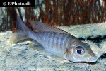 aulonocara aquilonium
