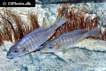 aulonocara aquilonium