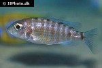 aulonocara baenschi