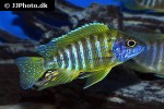aulonocara baenschi