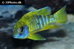 aulonocara baenschi