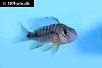 aulonocara hansbaenschi