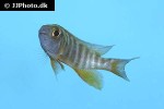 aulonocara hansbaenschi
