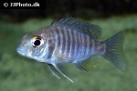 aulonocara hueseri