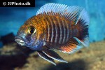 aulonocara jacobfreibergi