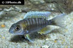 aulonocara kandeensis