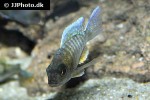 aulonocara kandeensis
