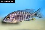 aulonocara kandeensis